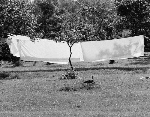 black and white tree in front of sheets hanging to dry